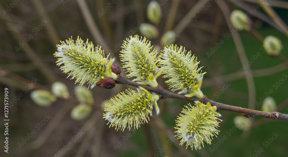 Willow branch with delicate buds, showcasing early spring growth. Willow branch with delicate buds, showcasing early spring growth.