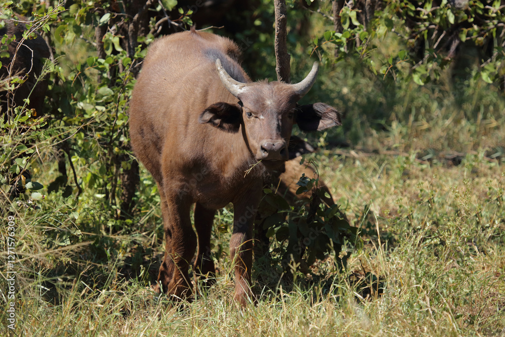 Kaffernbüffel / African buffalo / Syncerus caffer. Kaffernbüffel / African buffalo / Syncerus caffer.