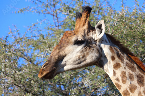Photography Giraffe / Giraffe / Giraffa camelopardalis
