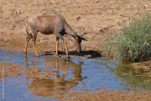 Leierantilope oder Halbmondantilope / Common tsessebe / Damaliscus lunatus photo