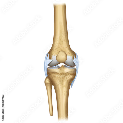 Anatomy and arthritis model
