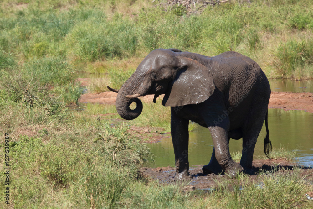 Fototapeta premium Afrikanischer Elefant / African elephant / Loxodonta africana
