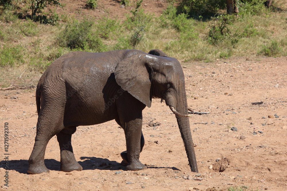 Afrikanischer Elefant / African elephant / Loxodonta africana Afrikanischer Elefant / African elephant / Loxodonta africana