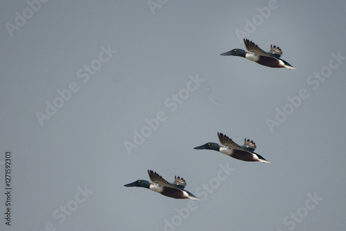 Northern Shovelers in Flight at Little Rann of Kutch photo