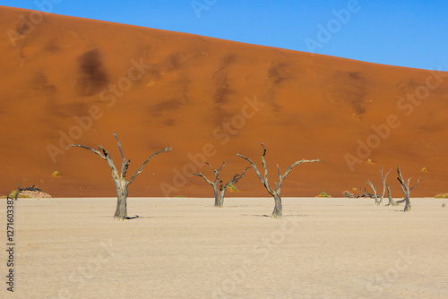 The eerie skeletal dead trees of Dooievlei, against the high red dunes of Sossusvlei region of the vast Namib sand sea. photo