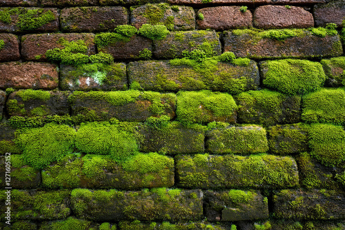 Wallpaper Mural Brick wall covered in moss, close-up of red brick wall overgrown. Royalty high-quality free best stock of old brick wall with green moss and lichen growth. Blank background with copy space for design Torontodigital.ca