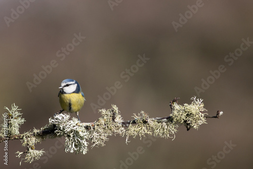Blue tit on lichen