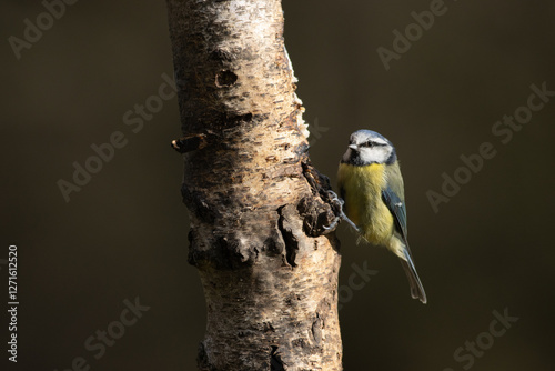 Sunlit blue tit
