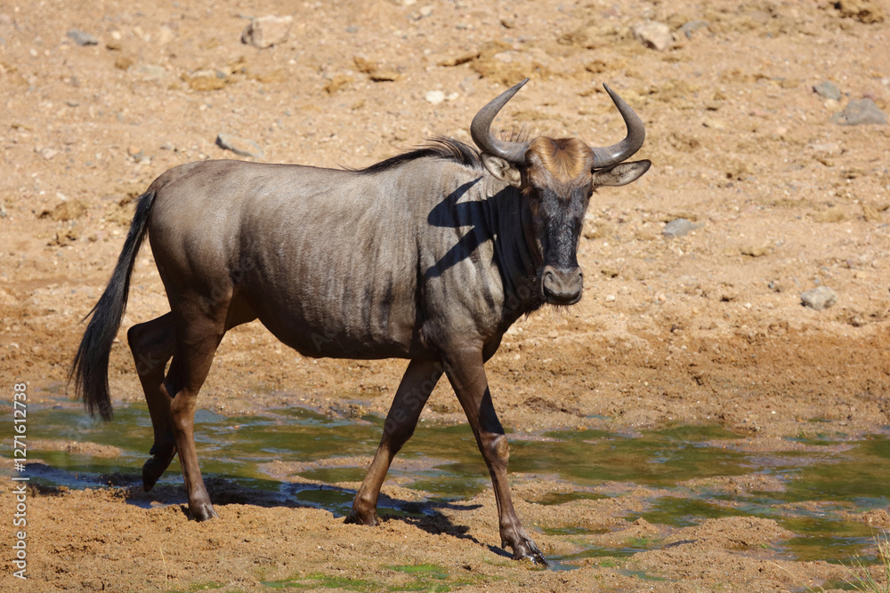 Streifengnu / Blue wildebeest / Connochaetes taurinus Streifengnu / Blue wildebeest / Connochaetes taurinus