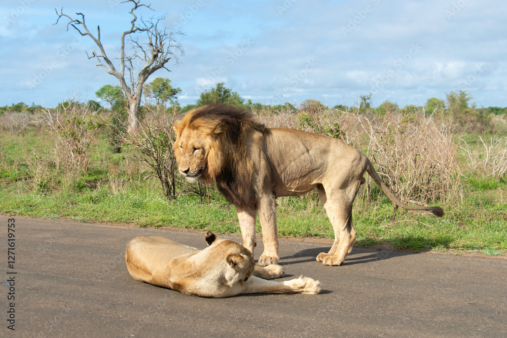 Lion, Lionne, Panthera leo, Parc national Kruger, Afrique du Sud Lion, Lionne, Panthera leo, Parc national Kruger, Afrique du Sud