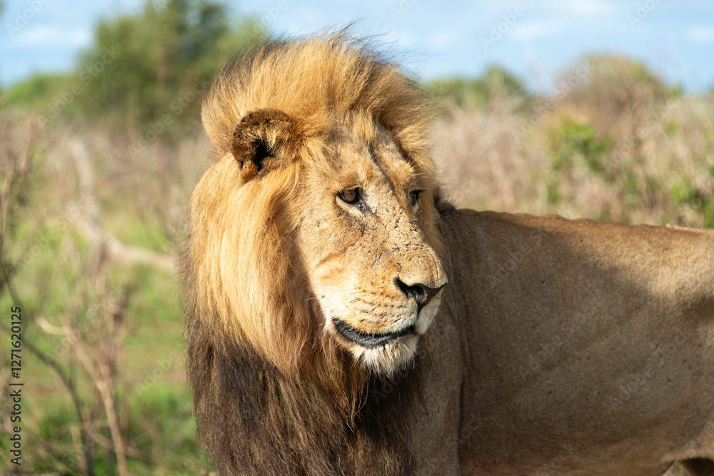 Fototapeta premium Lion, Panthera leo, Parc national Kruger, Afrique du Sud