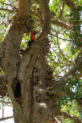 Bucorve du Sud, Grand calao terrestre, Nid, Bucorvus leadbeateri, Southern Ground Hornbill photo