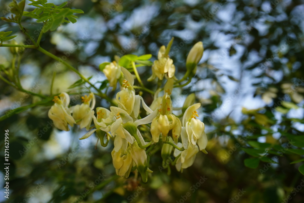 The Moringa oleifera tree, also known as the drumstick tree or horseradish tree The Moringa oleifera tree, also known as the drumstick tree or horseradish tree