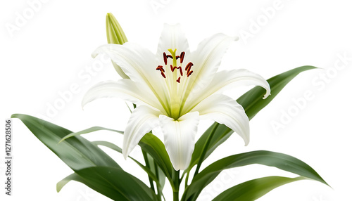 Flowers plant white lily png