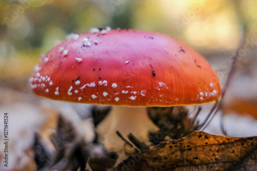 Amanita muscaria