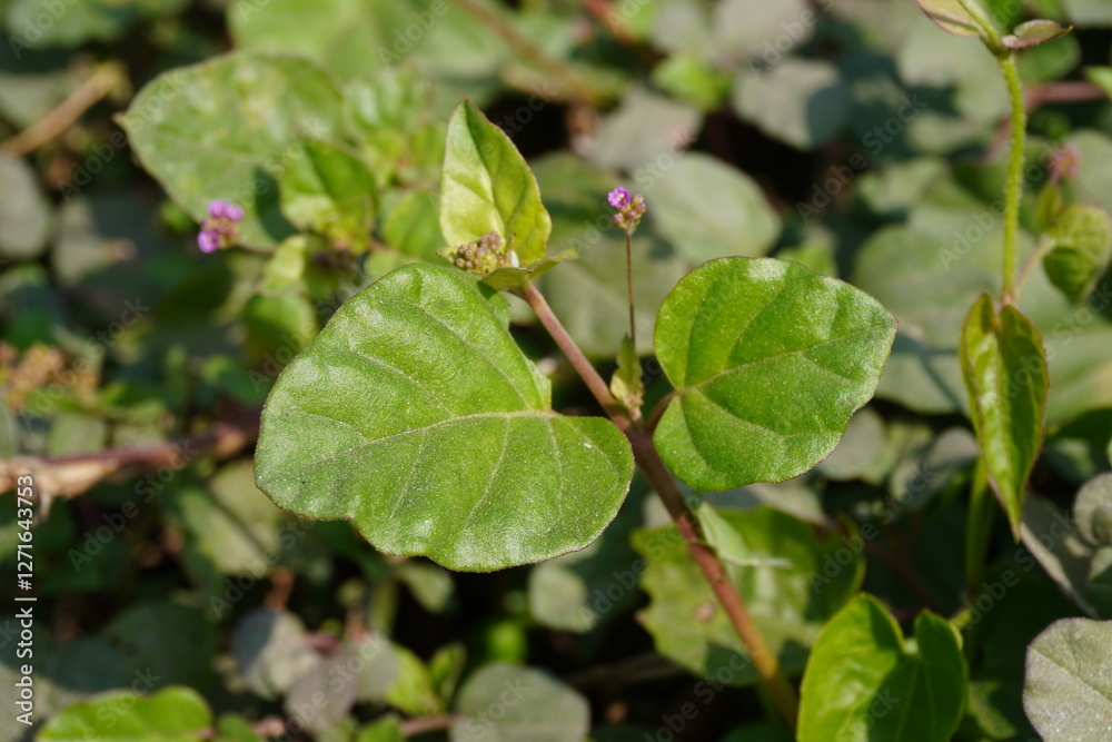 Boerhavia diffusa, also known as Punarnava, red spiderling, or spreading hogweed which is a medicinal plant used in traditional medicine, including Ayurveda Boerhavia diffusa, also known as Punarnava, red spiderling, or spreading hogweed which is a medicinal plant used in traditional medicine, including Ayurveda