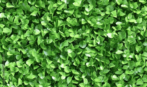 Wallpaper Mural Lush green foliage covering the ground, creating a vibrant natural carpet in a serene environment Torontodigital.ca