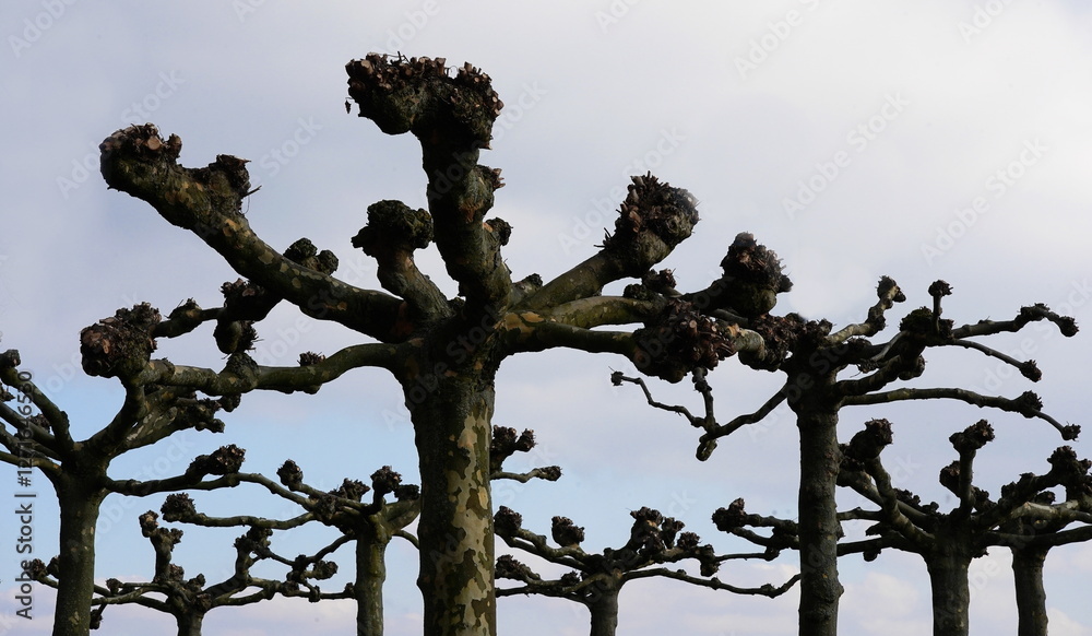 plane trees in winter plane trees in winter