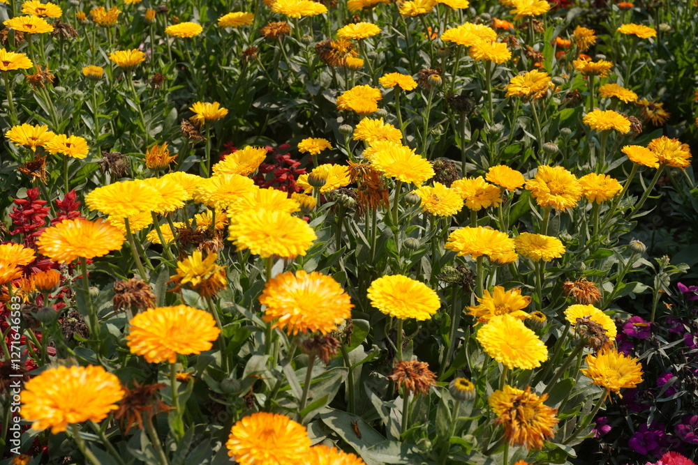 Pot marigold or Calendula officinalis are blooming on its plants in the flowerbed Pot marigold or Calendula officinalis are blooming on its plants in the flowerbed