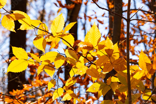 This is a beautiful image of the leaves turning brown on the trees due to the Autumn season. The Fall foliage making such pretty colors for the changing of the seasons.