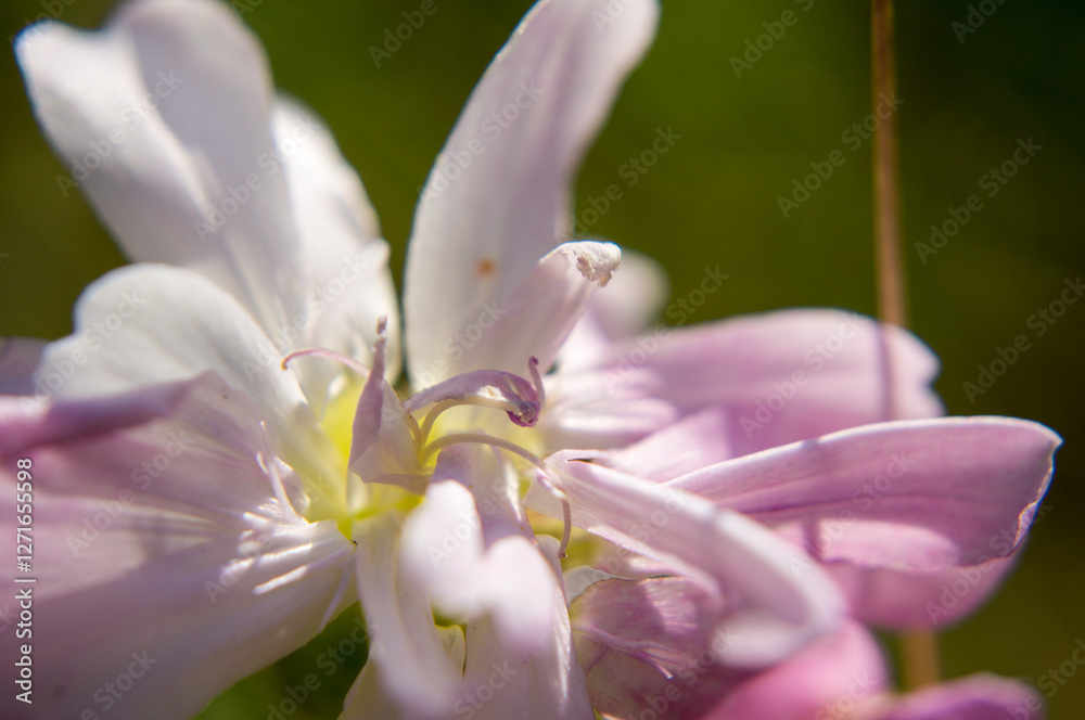 Fototapeta premium close up of a pink flower