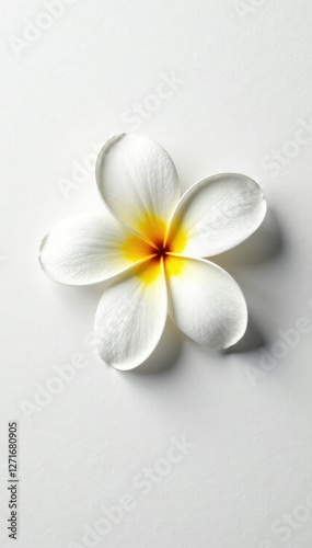 Single frangipani bloom against a plain white surface, nature, simple
