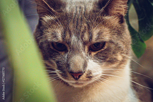 Gatitos en sus mejores angulos 