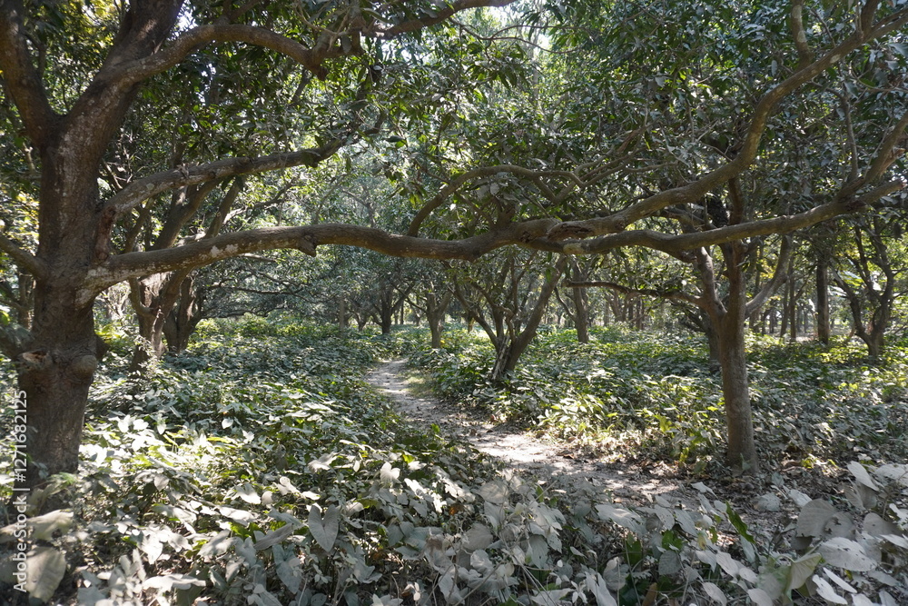 The narrow way inside the forest for footwalk and the long branches of the tree lay down over the way