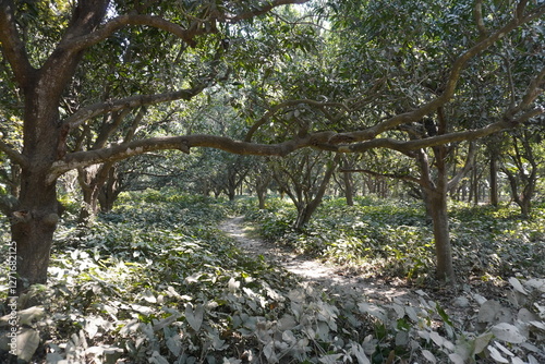 The narrow way inside the forest for footwalk and the long branches of the tree lay down over the way photo