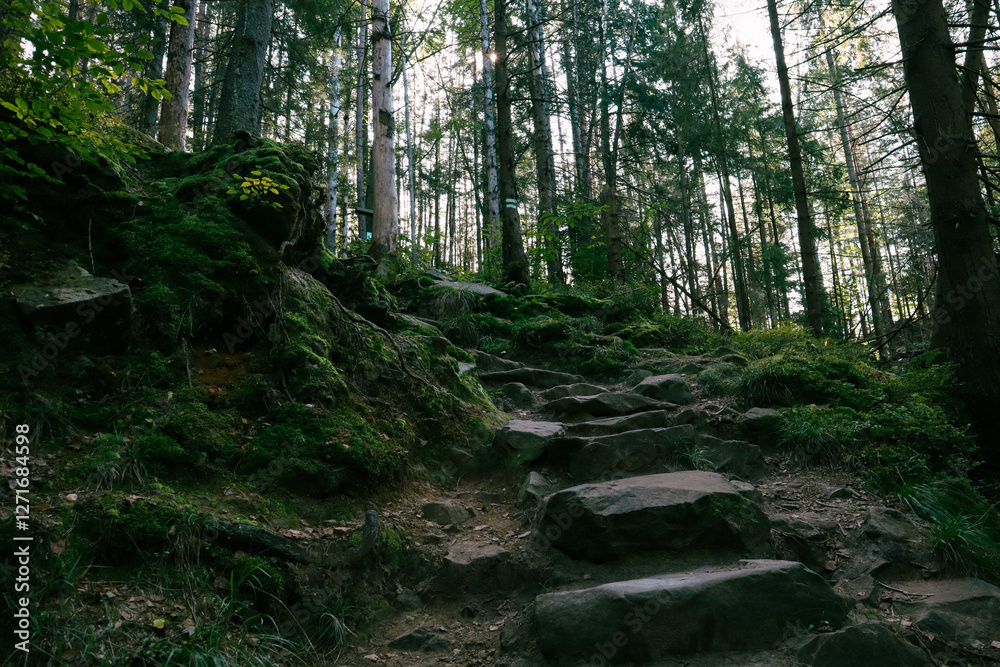 Fototapeta premium path in the woods