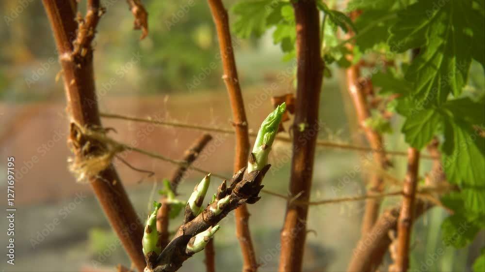 A young stem from a houseplant, showcasing fresh green buds yearning for sunlight. The plant rests on a windowsill, highlighting the natural growth process and the vitality of indoor vegetation. A young stem from a houseplant, showcasing fresh green buds yearning for sunlight. The plant rests on a windowsill, highlighting the natural growth process and the vitality of indoor vegetation.