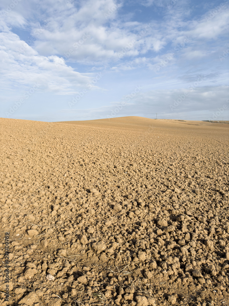 Naklejka premium Agricultural Landscape