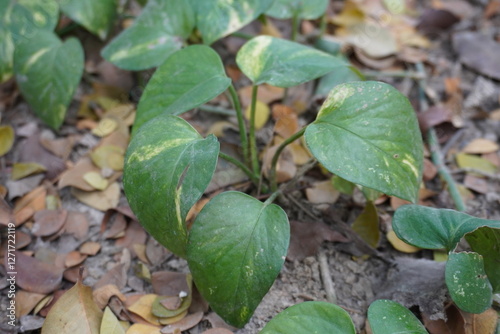 A plant, possibly a Golden Pothos also known as devil's ivy or money plant, featuring heart-shaped leaves with yellow variegation