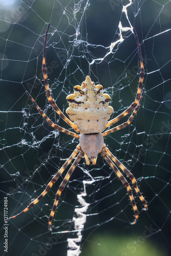 Spider with prey