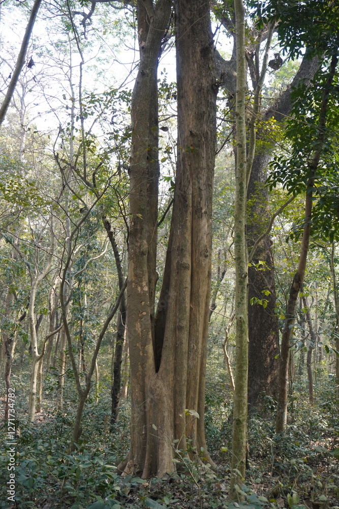 A cluster of trees in a forest setting A cluster of trees in a forest setting