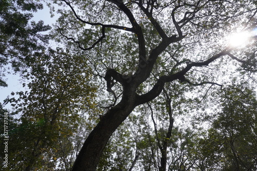 The sun is shining behind the forest canopy made by the huge tree branches with leaves