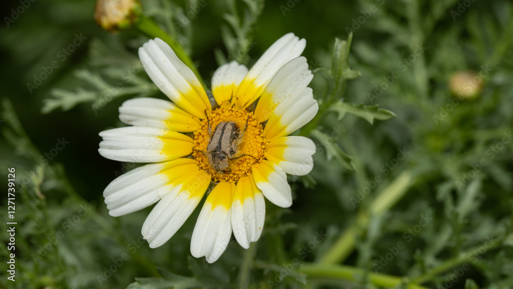 Small brown beetle resting on a white and yellow daisy flower Small brown beetle resting on a white and yellow daisy flower