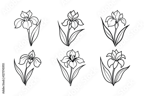 Iris (Iris spp.) flower line art vector illustration