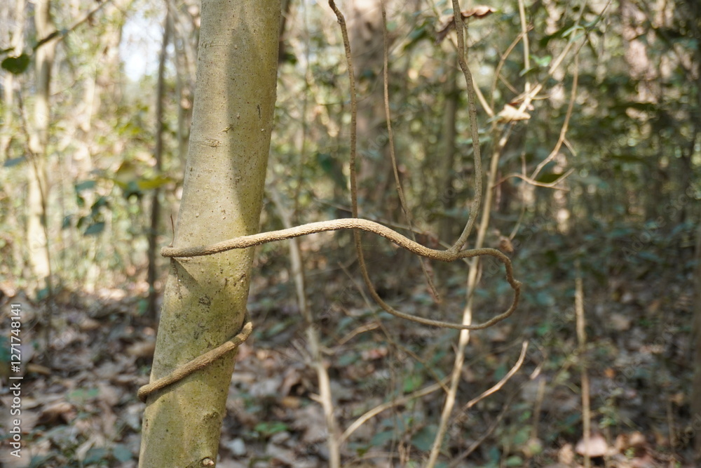 Obraz premium The stalk of a creeper plant has been dried on a small tree trunk