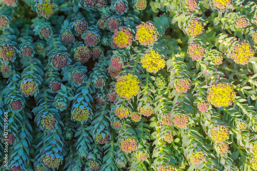 medical plant Roseroot (Rhodiola Rosea) photo