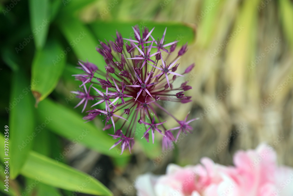 Macro image of a Very-dark purple Allium bloom, Nottinghamshire, England
Macro image of a Very-dark purple Allium bloom, Nottinghamshire, England