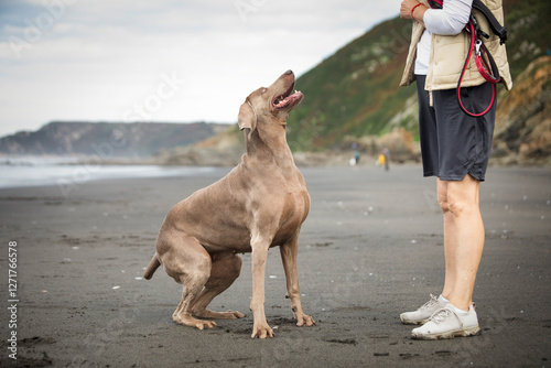 Weimaraner dog sitting waiting anxious  for orders from his owner in a beach