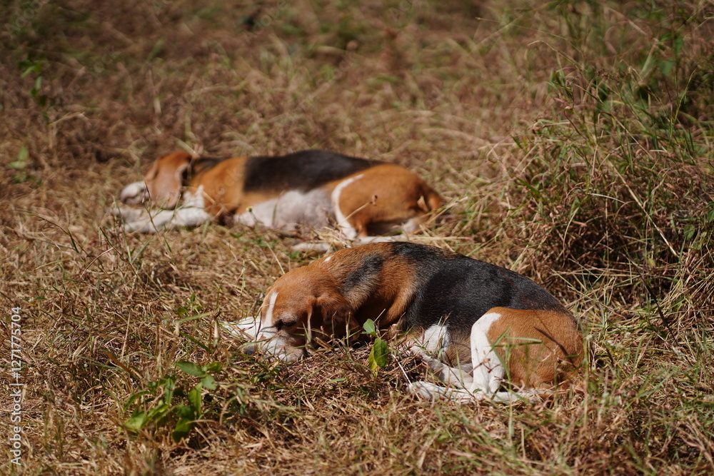 Two Beagle Dogs Sleeping Peacefully Outdoors on a Grass Field Two Beagle Dogs Sleeping Peacefully Outdoors on a Grass Field