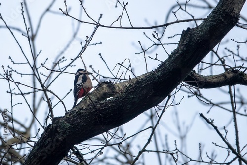 Great spotted woodpecker dendrocopos major perched in a tree with sky in the background photo