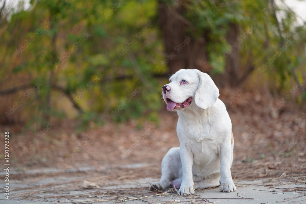 Adorable White Beagle Dog Sitting Outdoors in a Peaceful Park Setting Adorable White Beagle Dog Sitting Outdoors in a Peaceful Park Setting