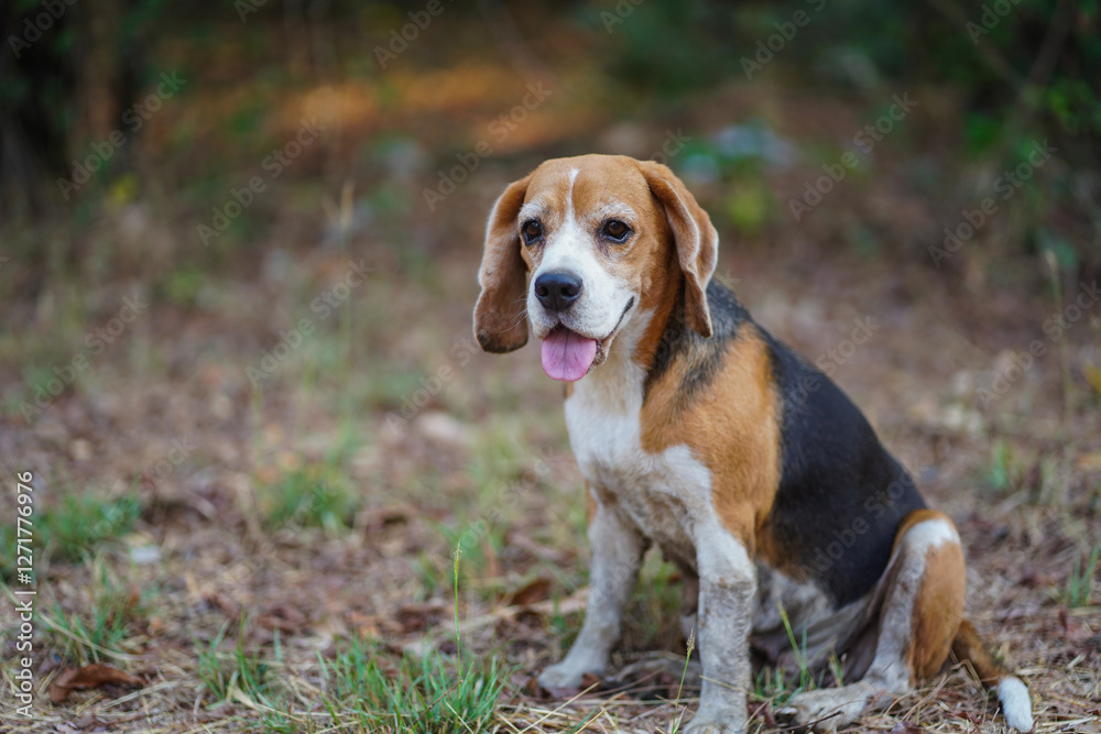 Domestic Beagle Dog Sitting in Forested Area on a Sunny Day Domestic Beagle Dog Sitting in Forested Area on a Sunny Day