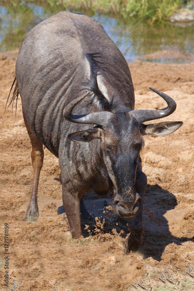 Obraz premium Streifengnu / Blue wildebeest / Connochaetes taurinus