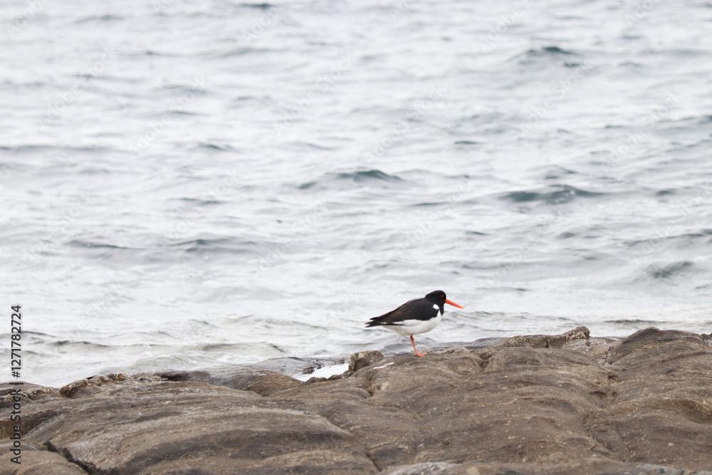 Oystercatcher on the sea coast in search of food Oystercatcher on the sea coast in search of food