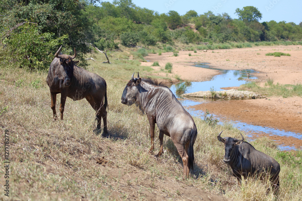 Streifengnu / Blue wildebeest / Connochaetes taurinus Streifengnu / Blue wildebeest / Connochaetes taurinus