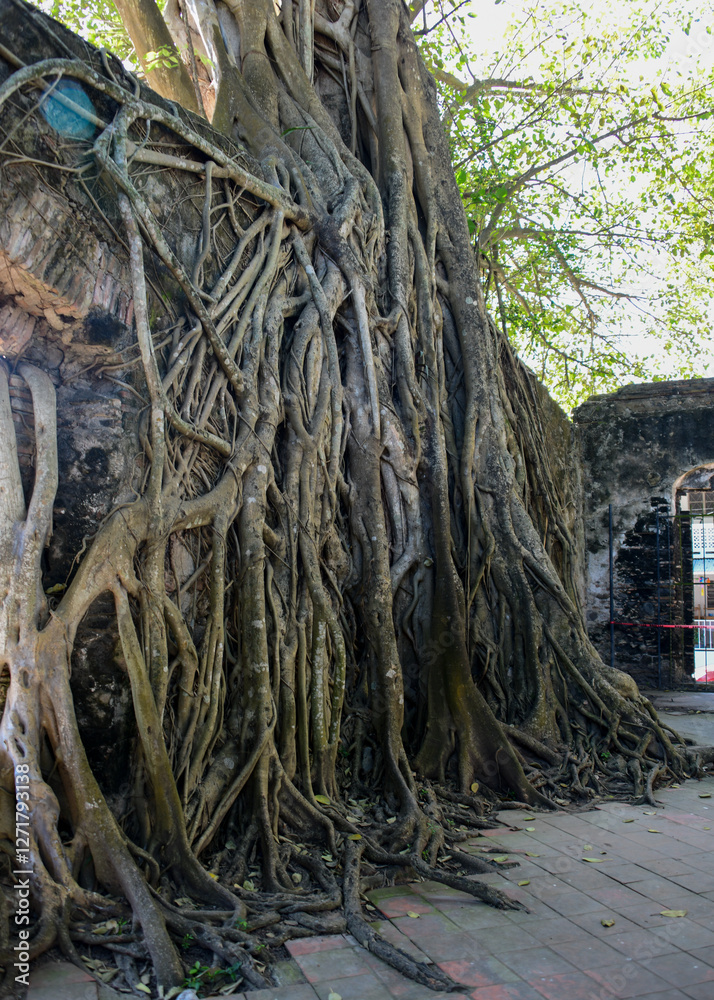 Old building with tree growing against the wall in La Antigua Mexico